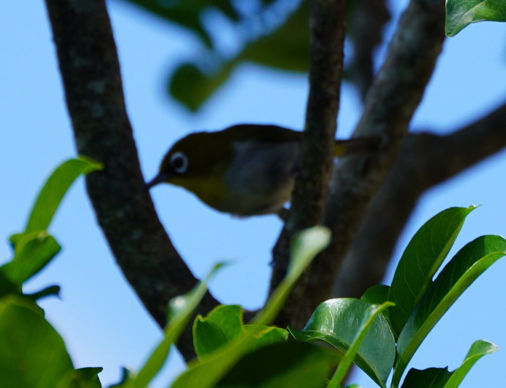 Malagasy White-eye - ML643061462