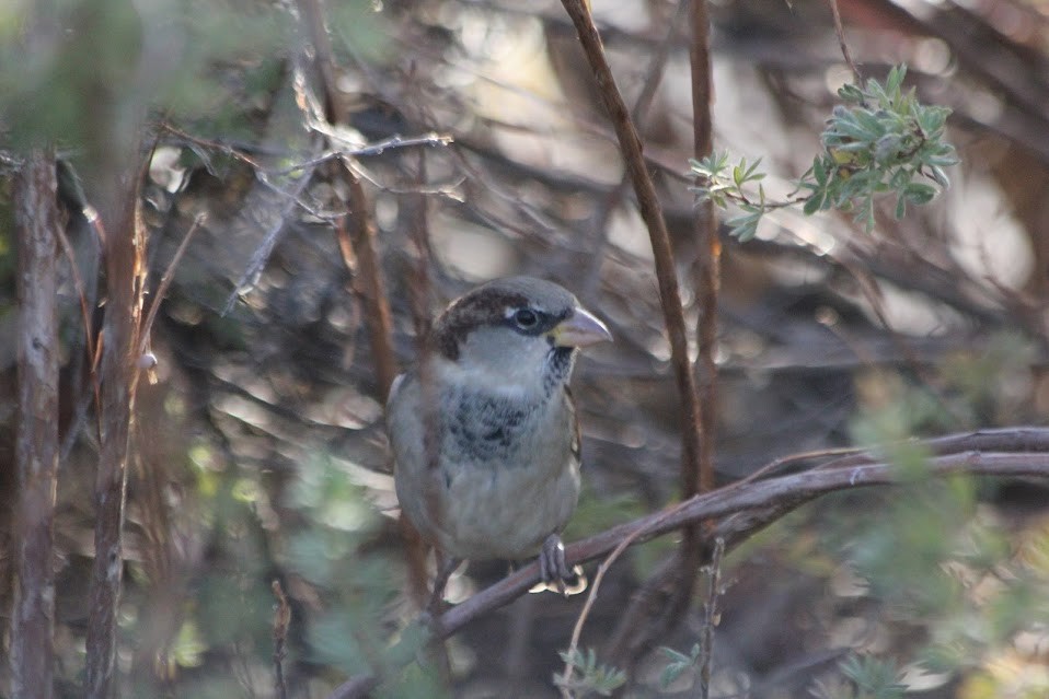House Sparrow - ML643061482