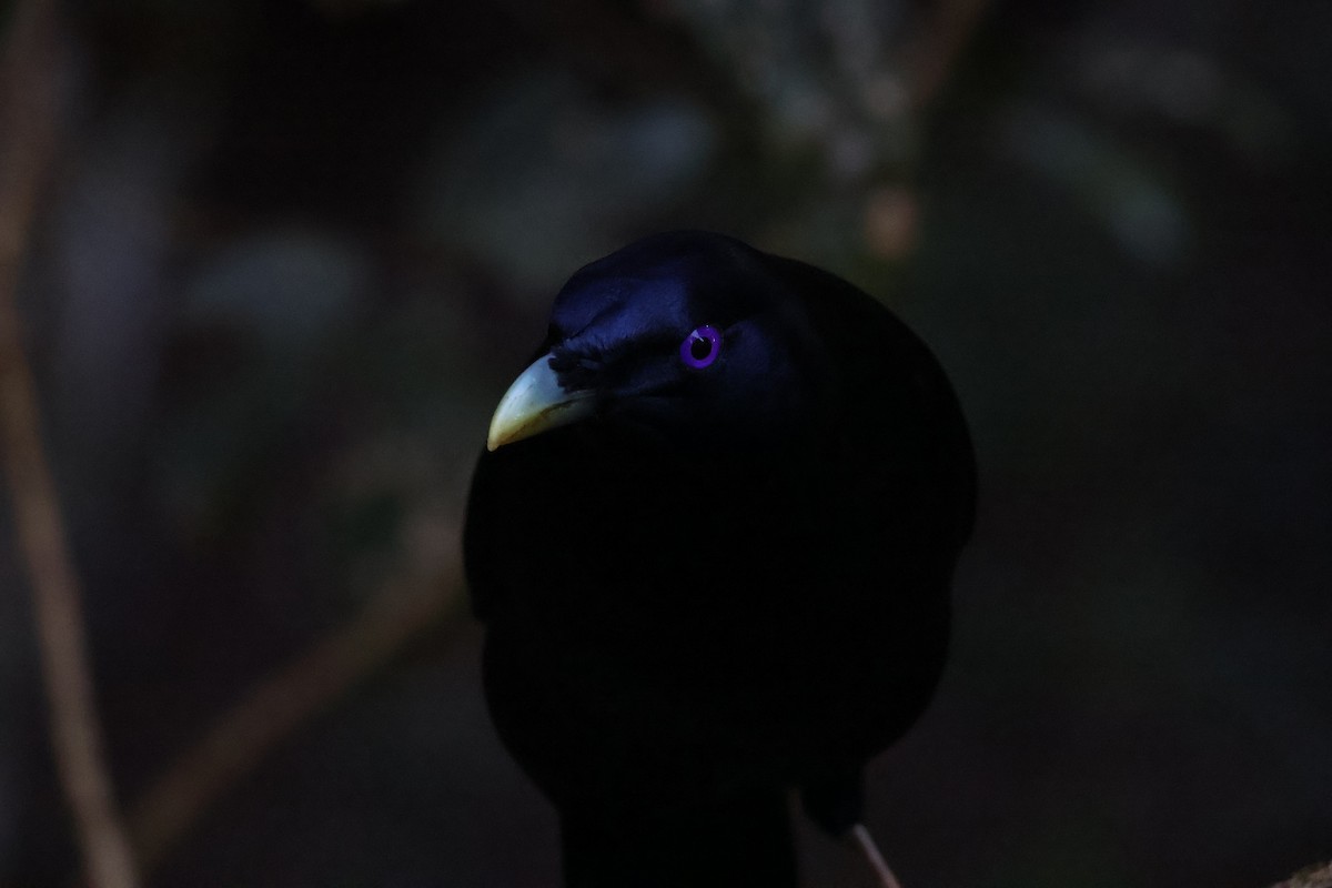 Satin Bowerbird - ML643061483