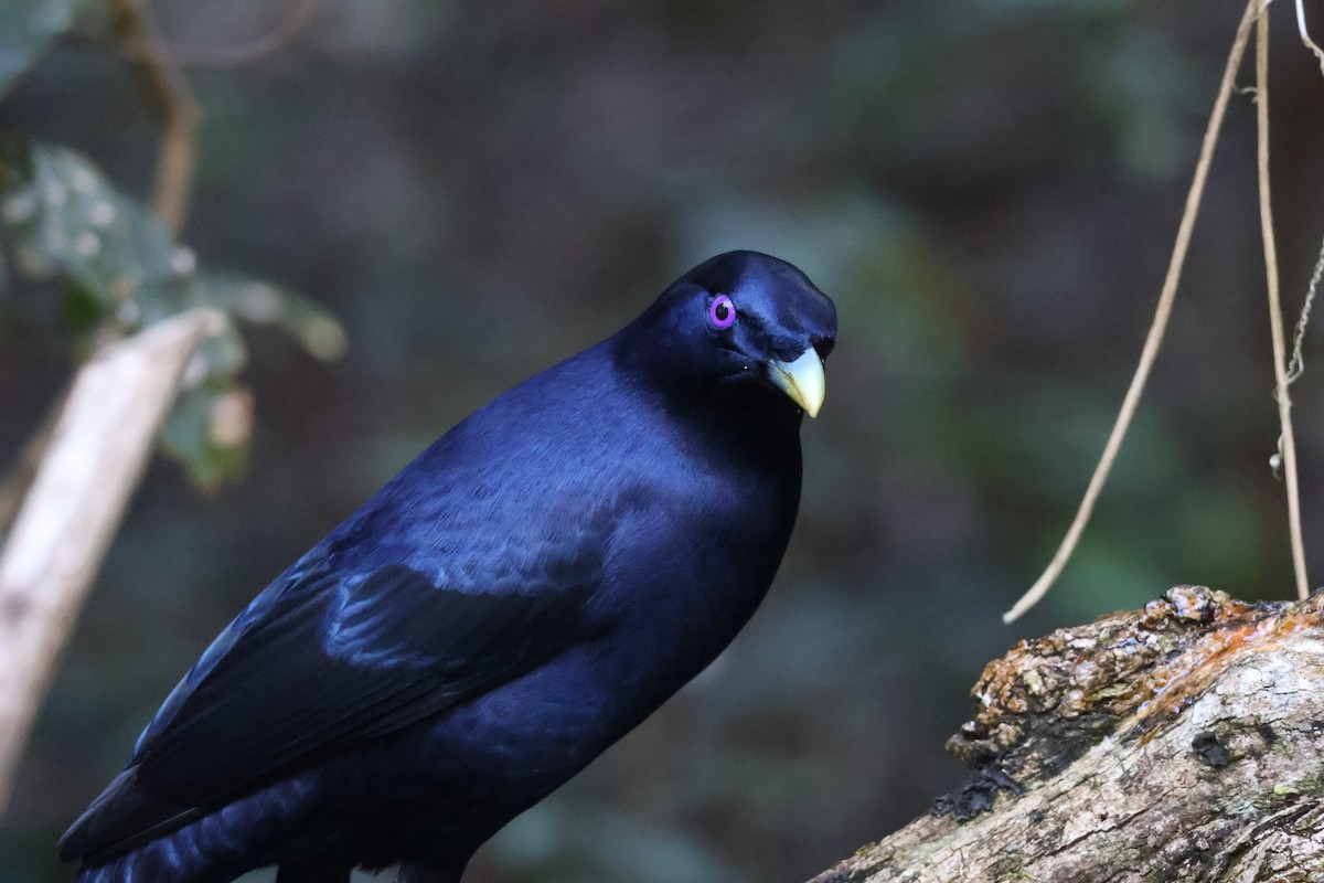 Satin Bowerbird - ML643061484