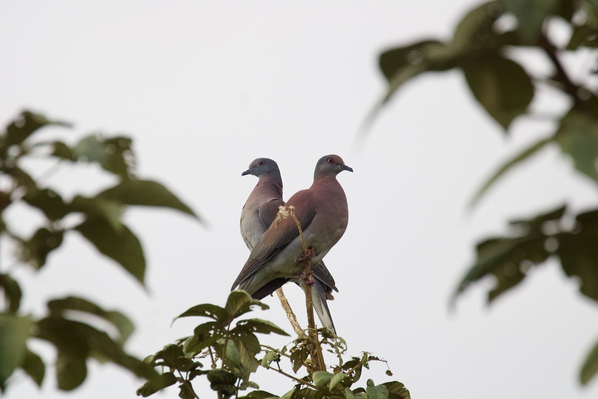Pale-vented Pigeon - ML643061485