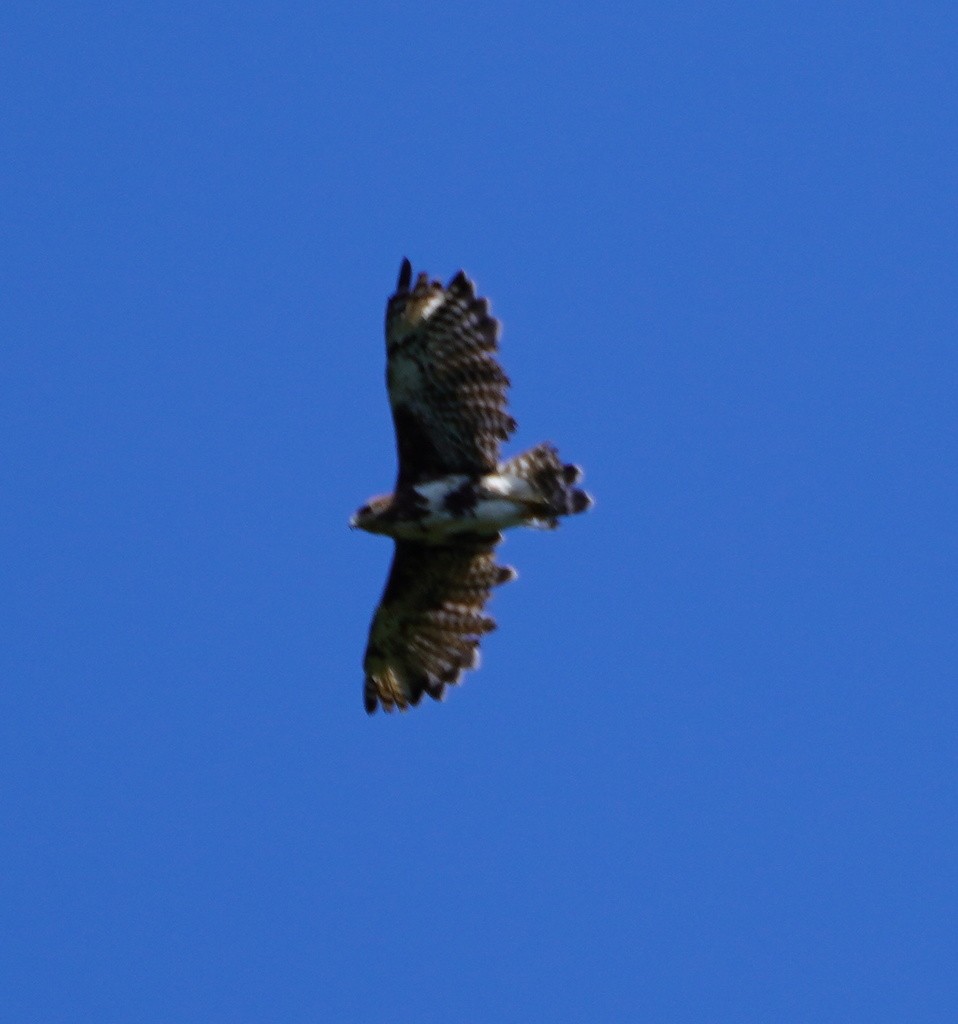 Madagascar Buzzard - ML643061487