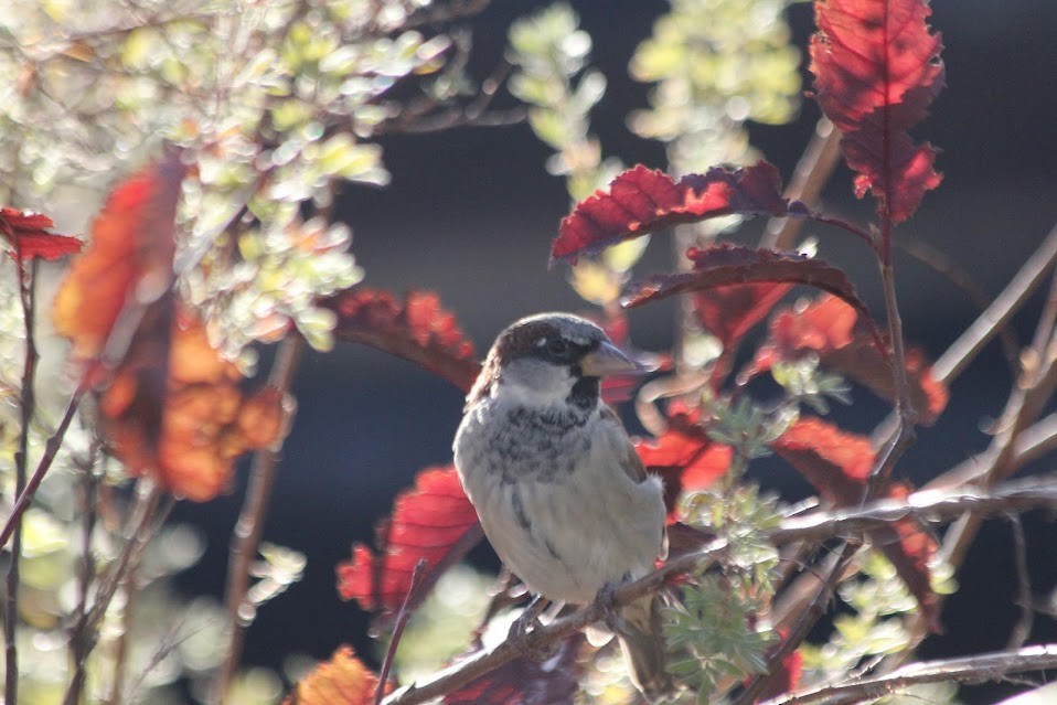 House Sparrow - ML643061491