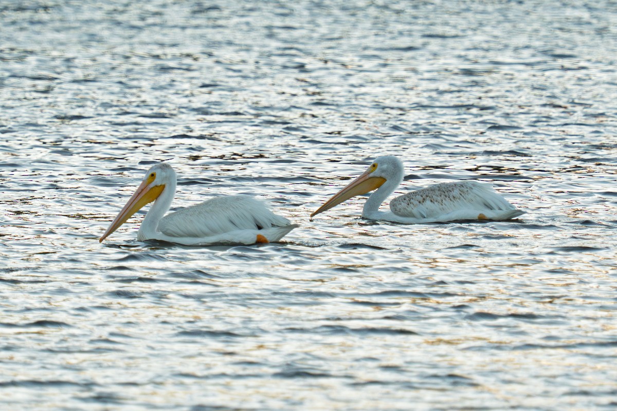 American White Pelican - ML643061503