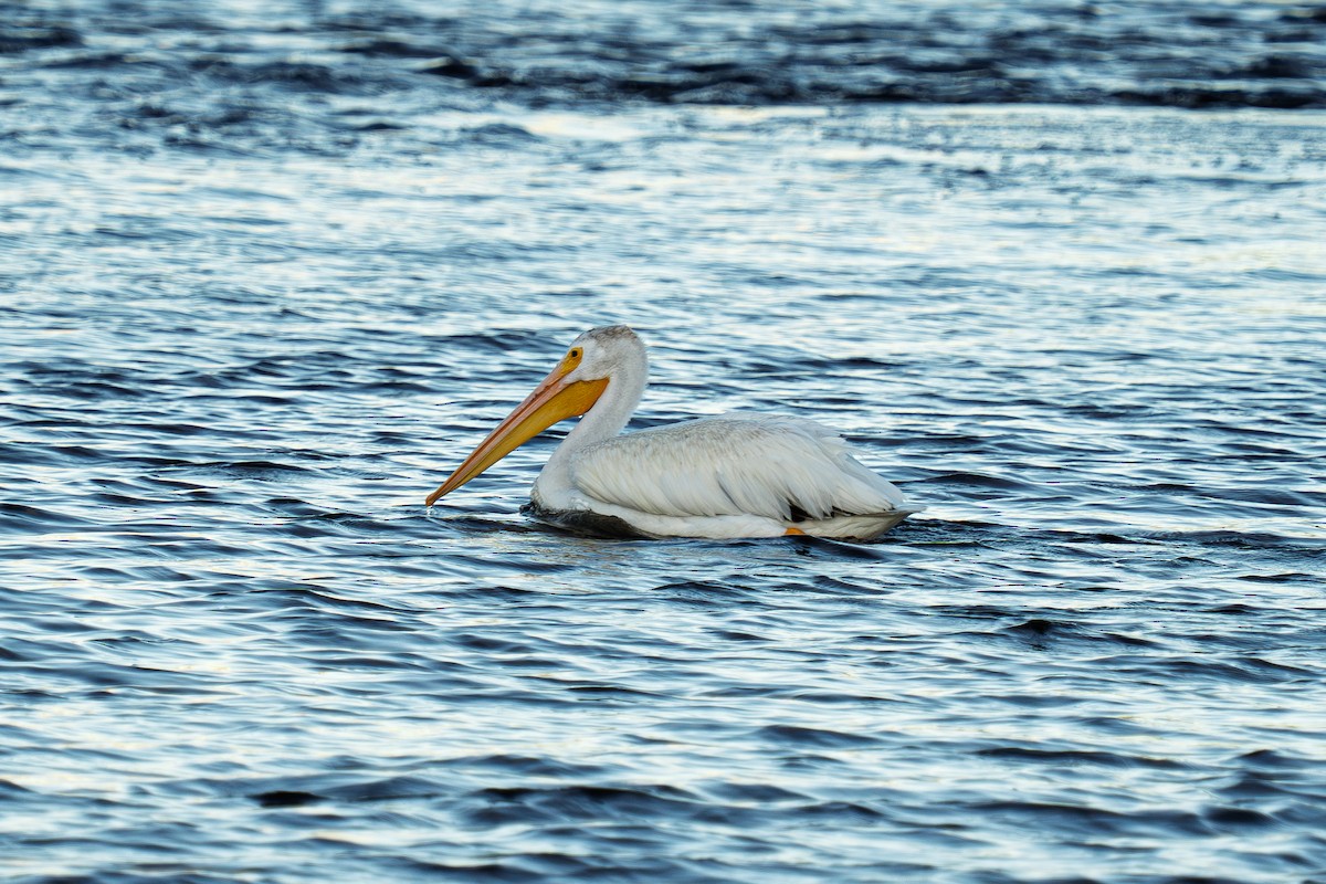 American White Pelican - ML643061504
