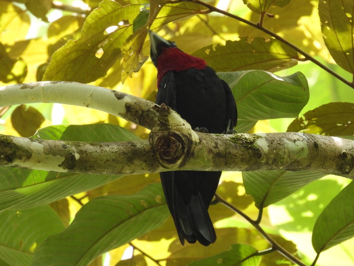 Purple-throated Fruitcrow - ML643061522