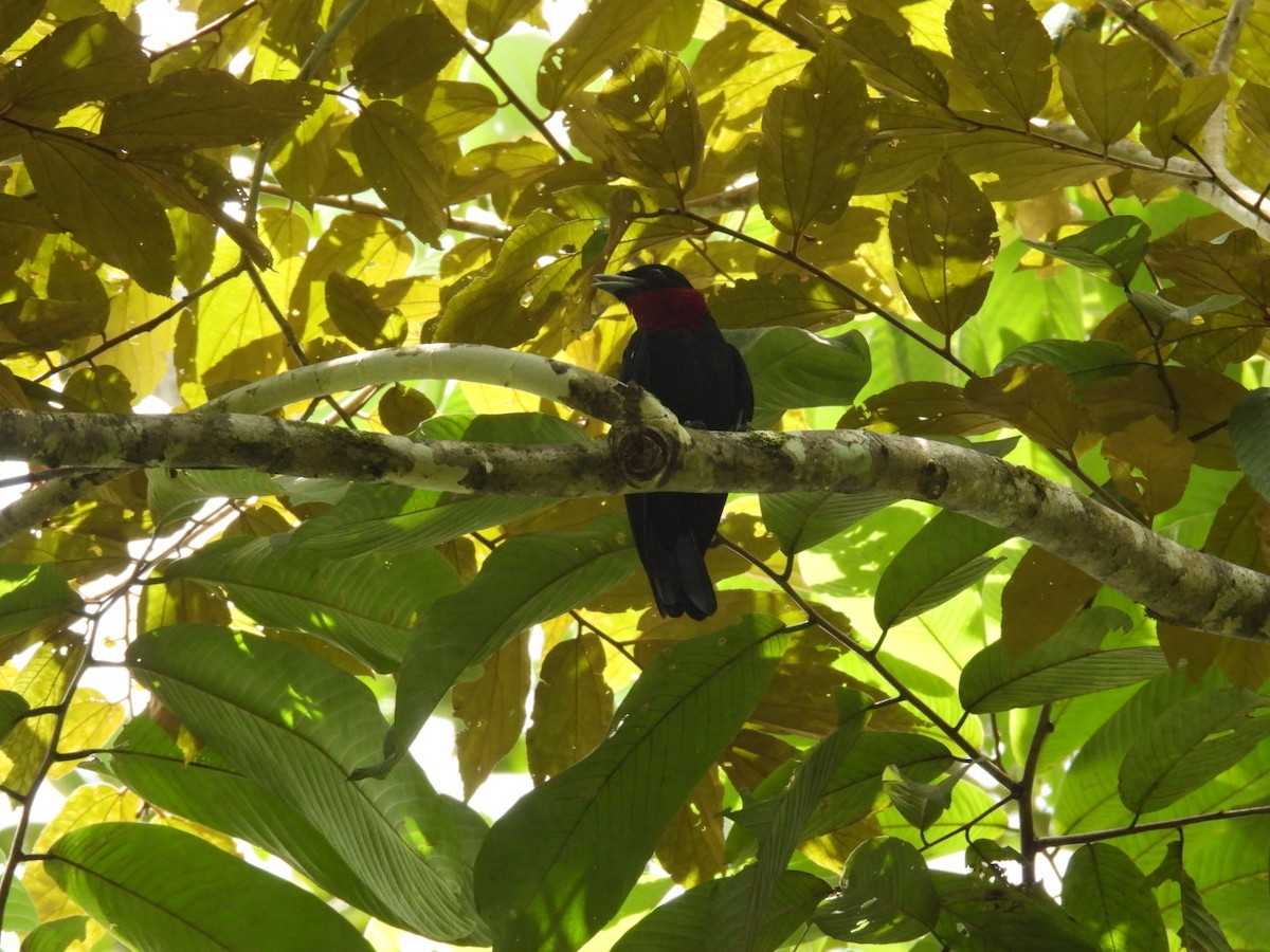 Purple-throated Fruitcrow - ML643061523