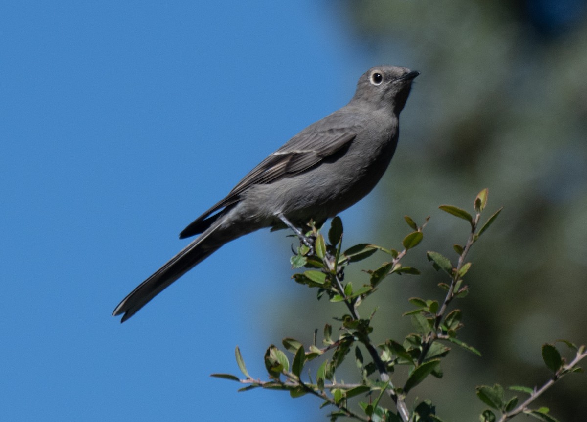 Townsend's Solitaire - ML643061525