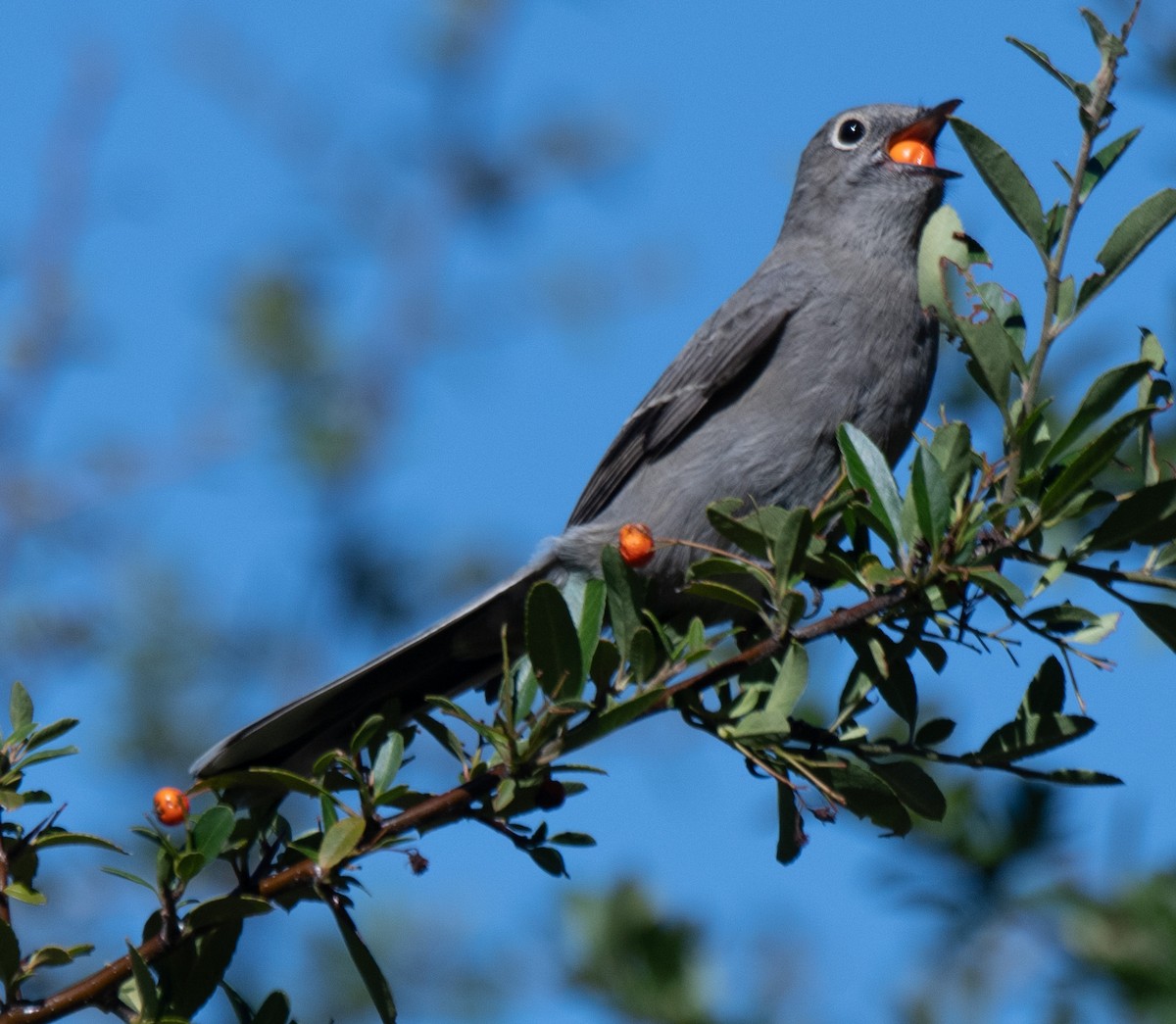 Townsend's Solitaire - ML643061535