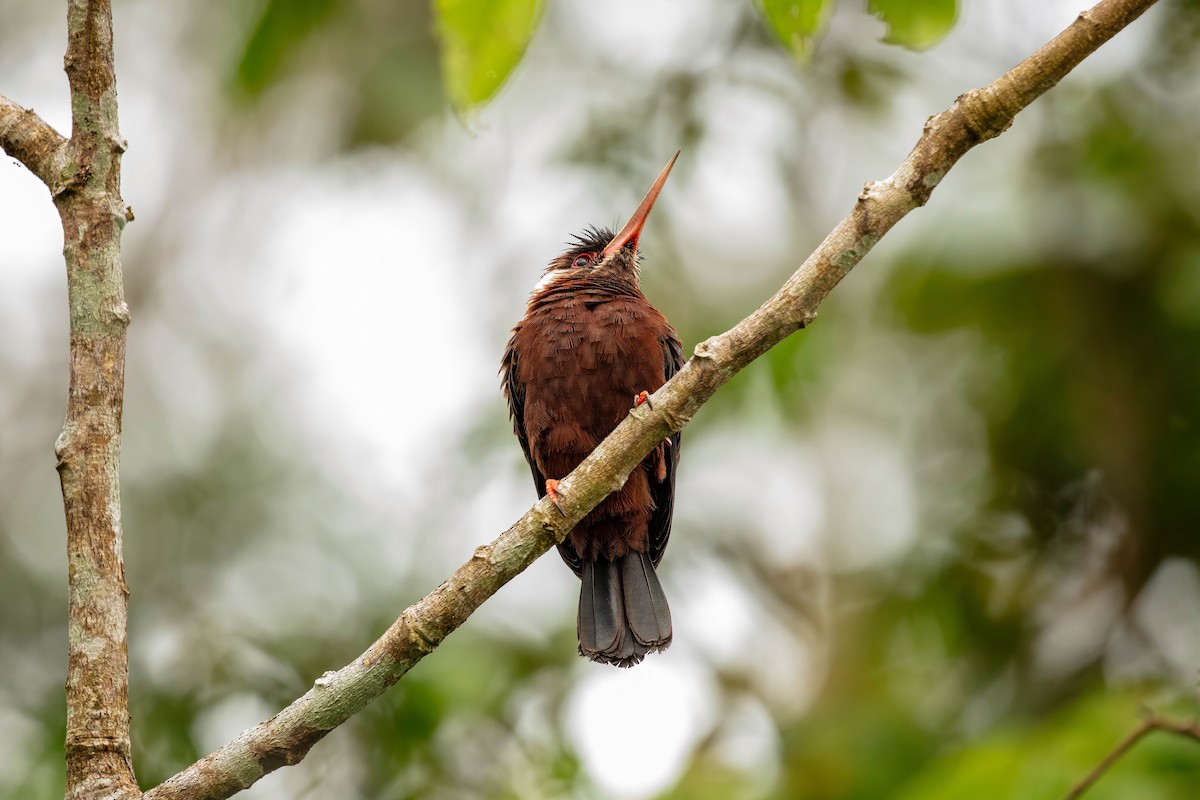 White-eared Jacamar - ML643061572