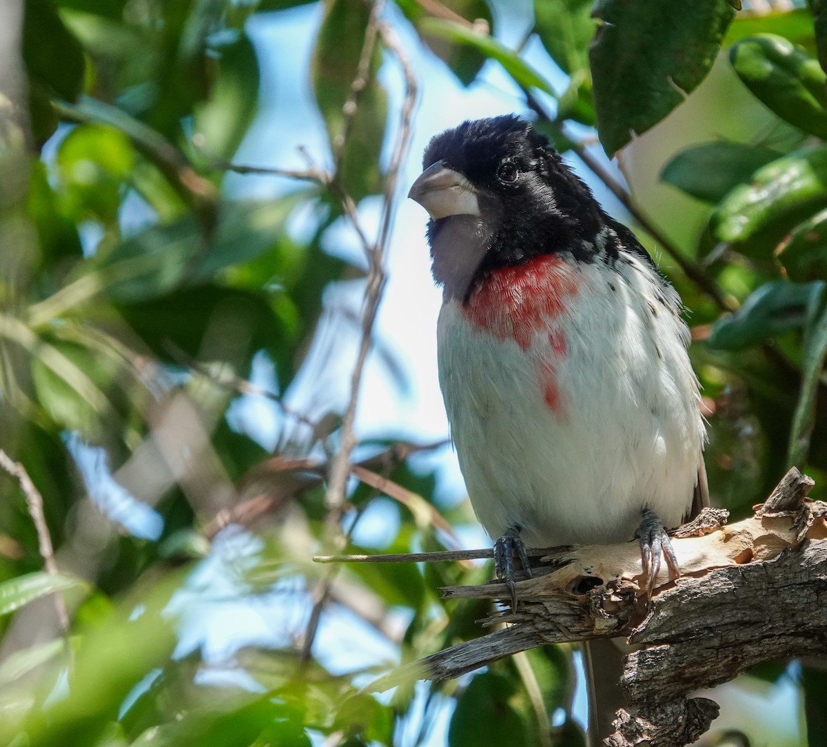 Rose-breasted Grosbeak - ML643061574