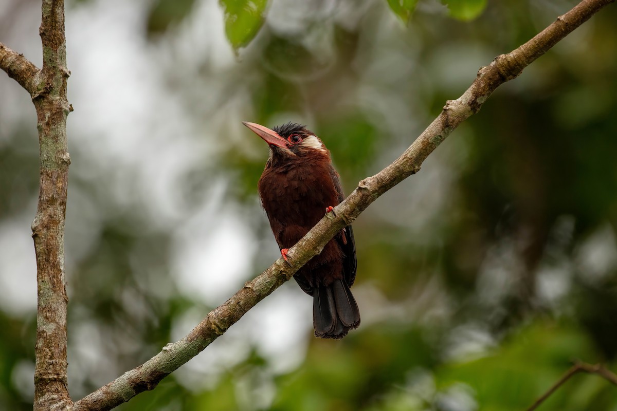 White-eared Jacamar - ML643061575