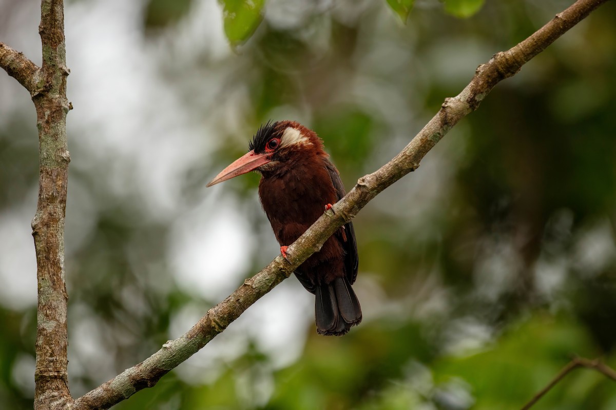White-eared Jacamar - ML643061577
