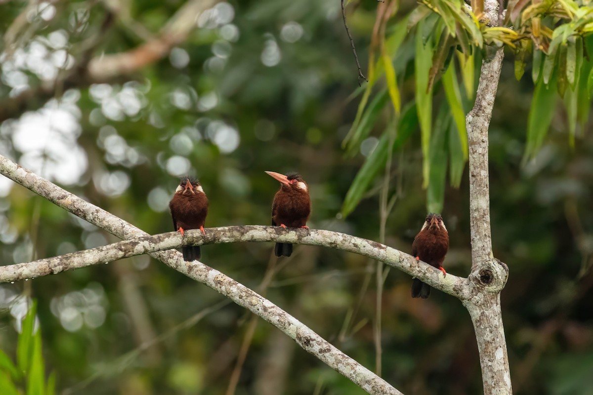 White-eared Jacamar - ML643061578