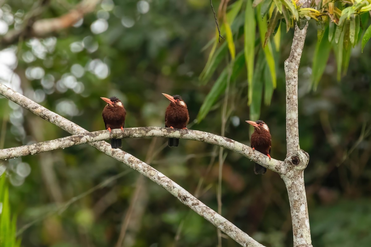 White-eared Jacamar - ML643061580