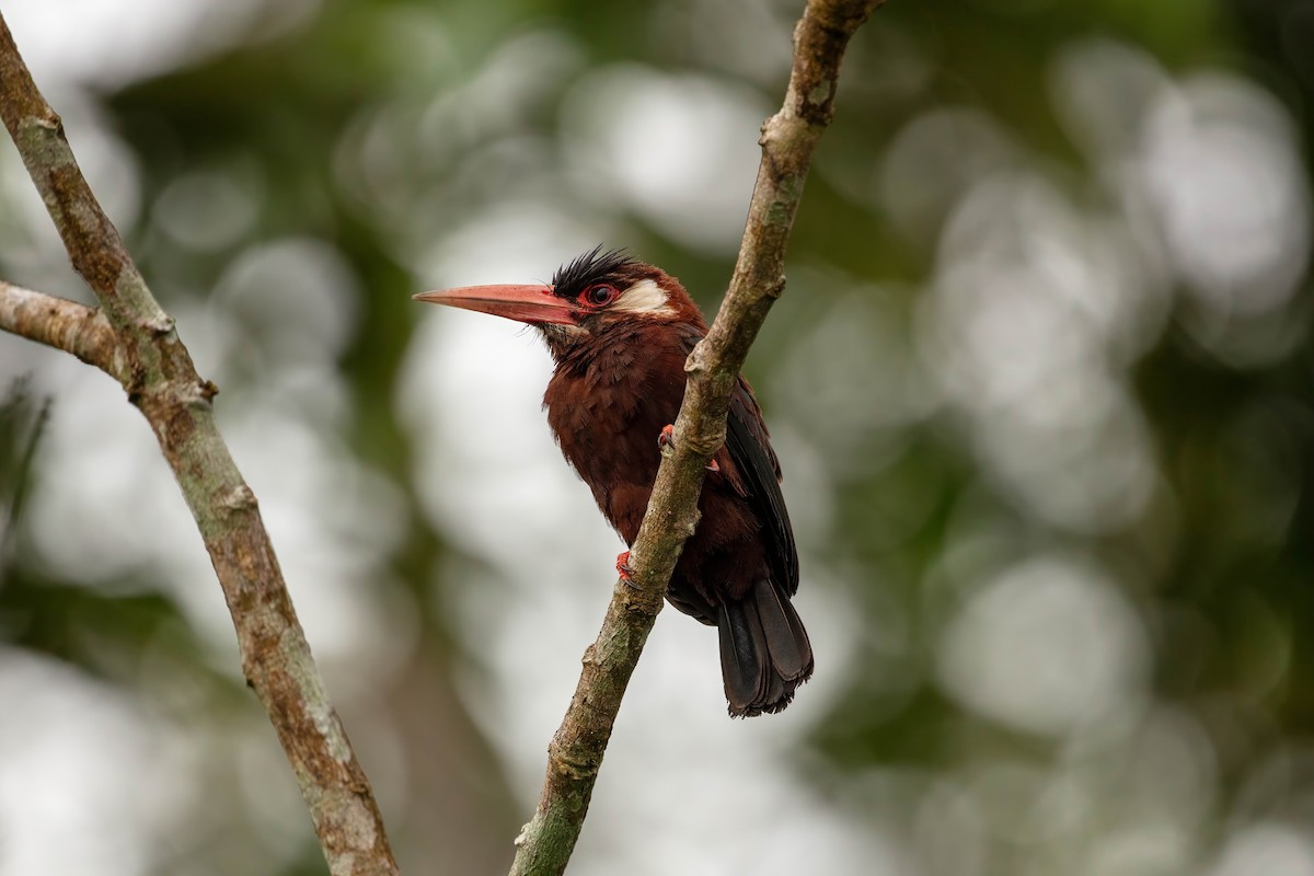 White-eared Jacamar - ML643061583