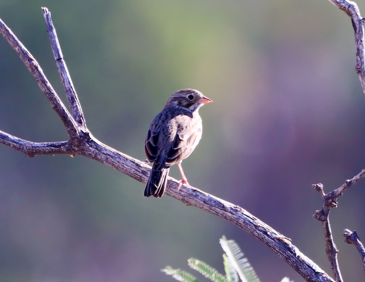 Vesper Sparrow - ML643061585
