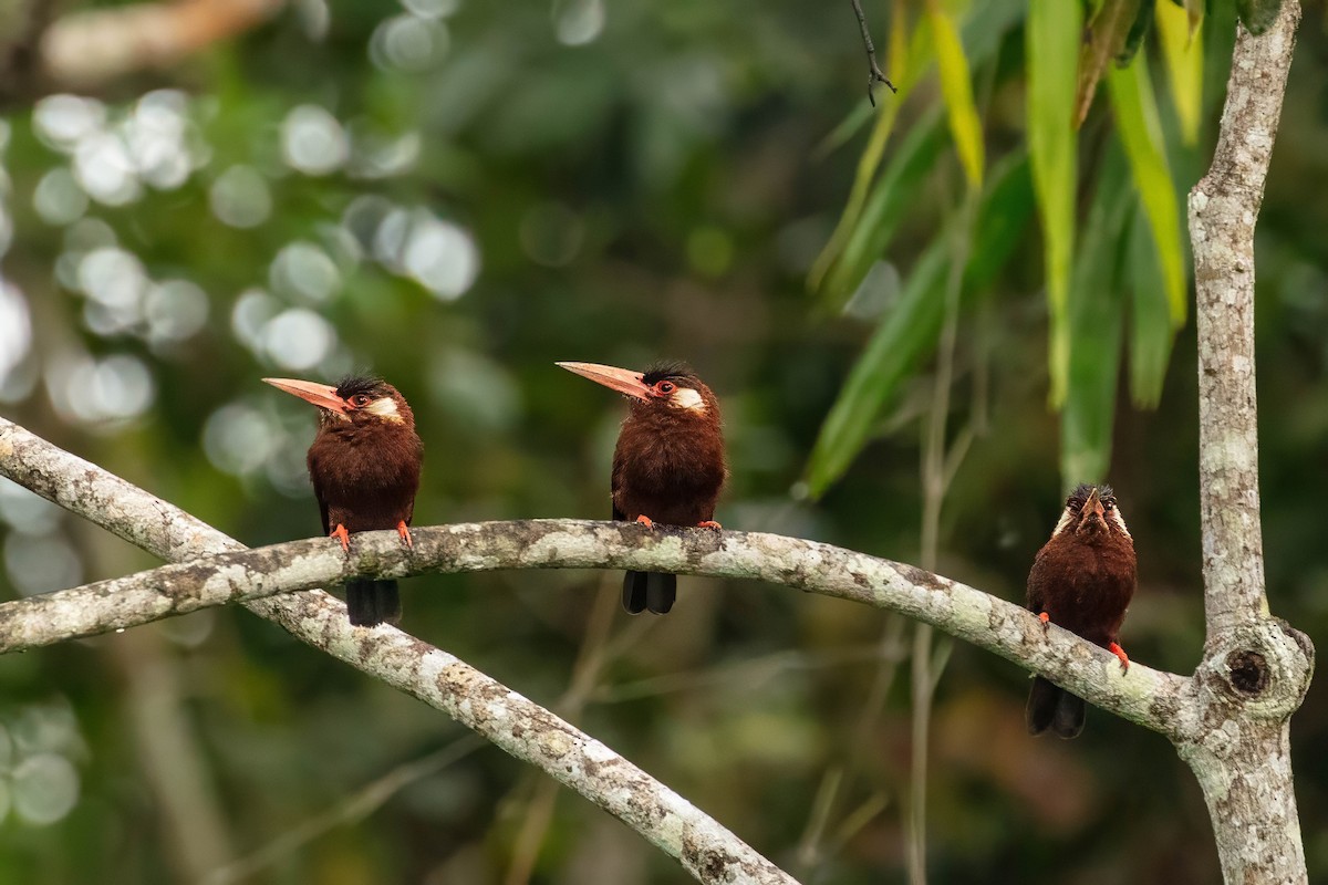 White-eared Jacamar - ML643061586