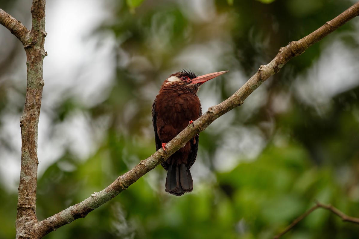 White-eared Jacamar - ML643061587
