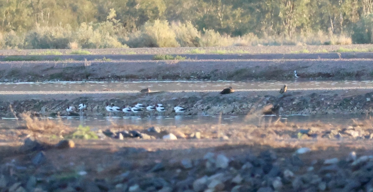 Red-necked Avocet - ML643061642