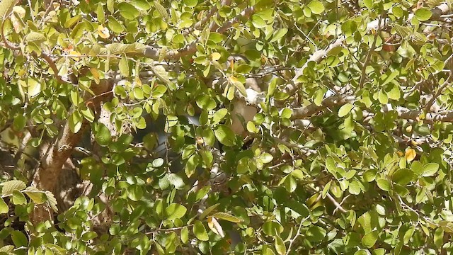 Northern Mockingbird - ML643061680