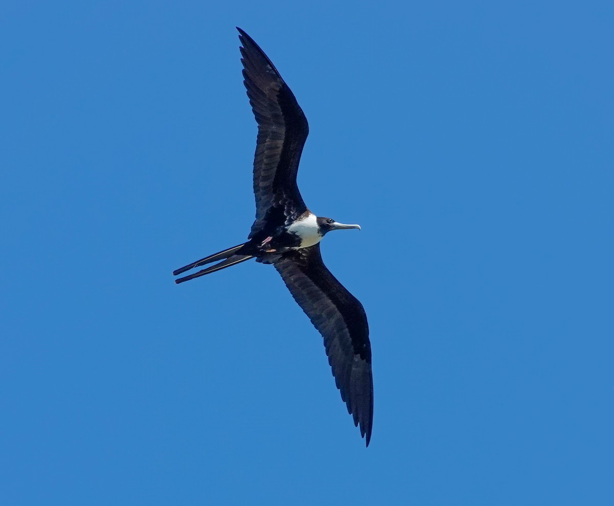 Magnificent Frigatebird - ML643061712