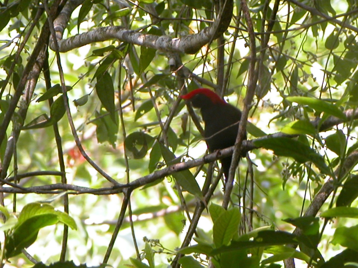 Helmeted Manakin - ML643061715