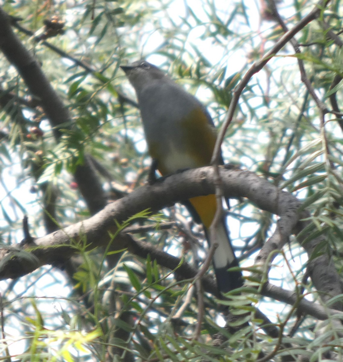 Gray Silky-flycatcher - ML643061736