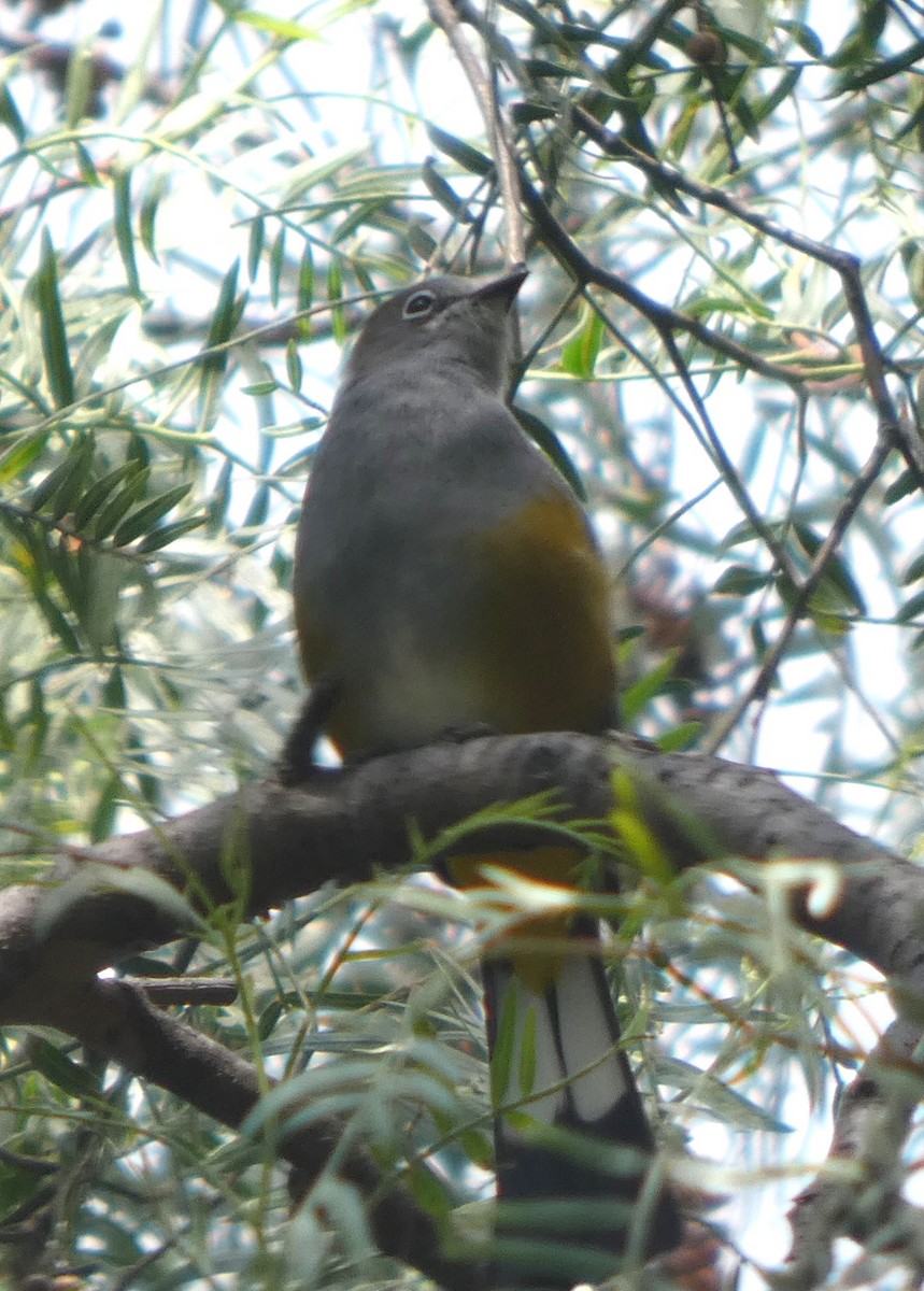 Gray Silky-flycatcher - ML643061764