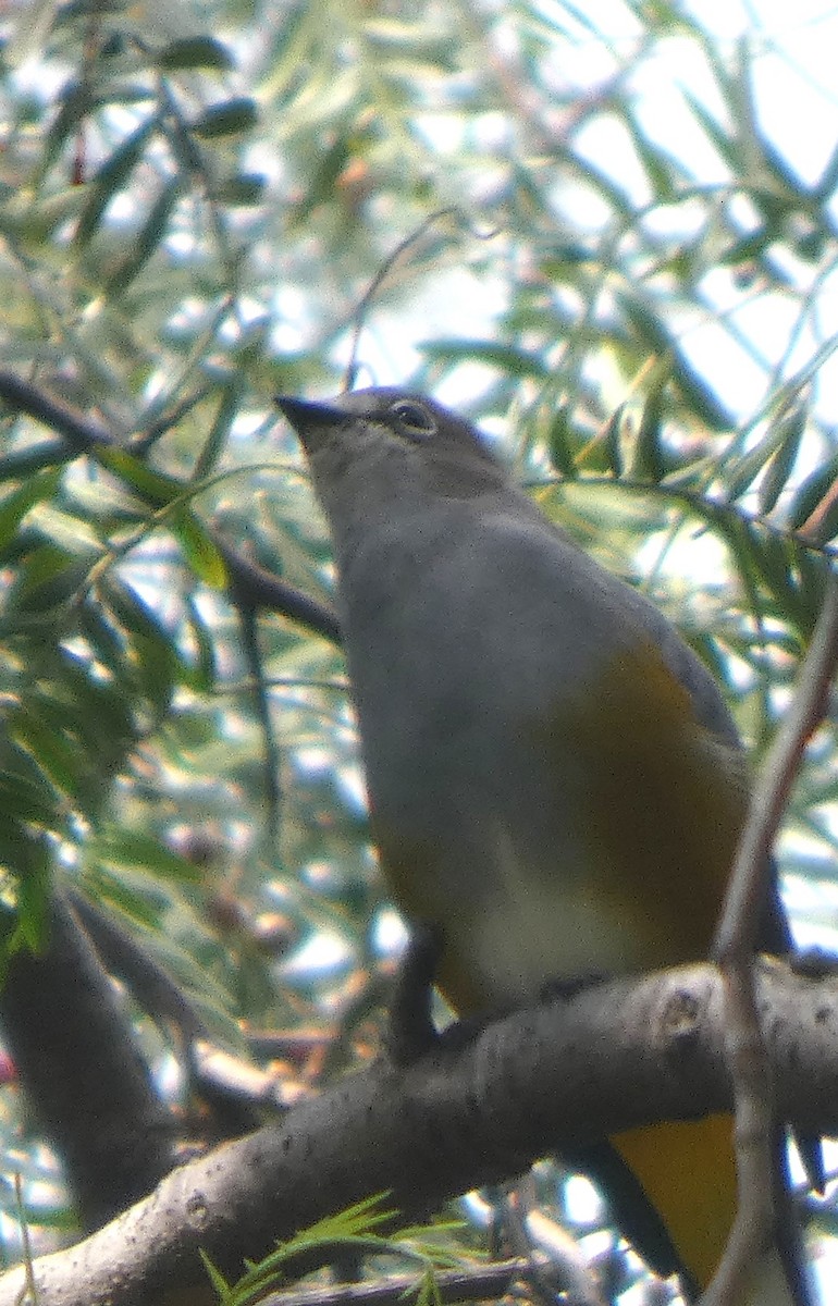 Gray Silky-flycatcher - ML643061777