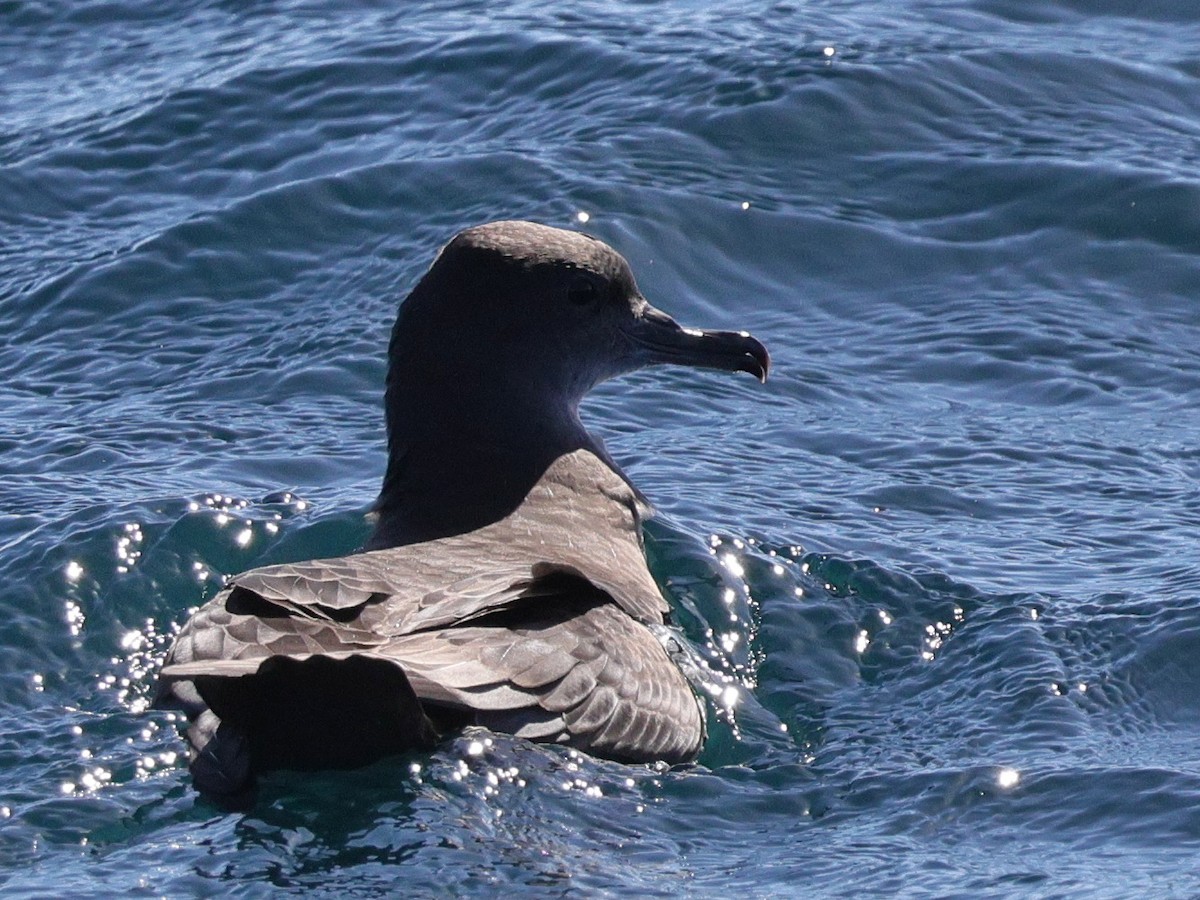 Short-tailed Shearwater - ML643061783