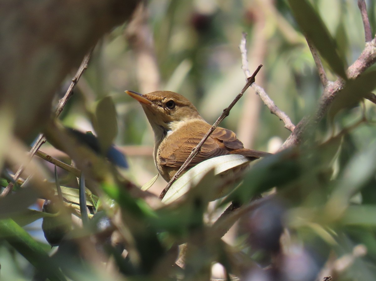 passerine sp. - ML643061786