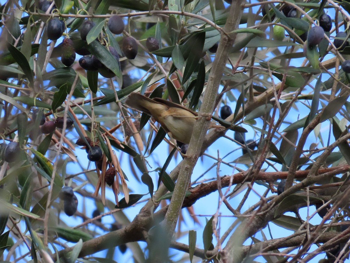 passerine sp. - ML643061787