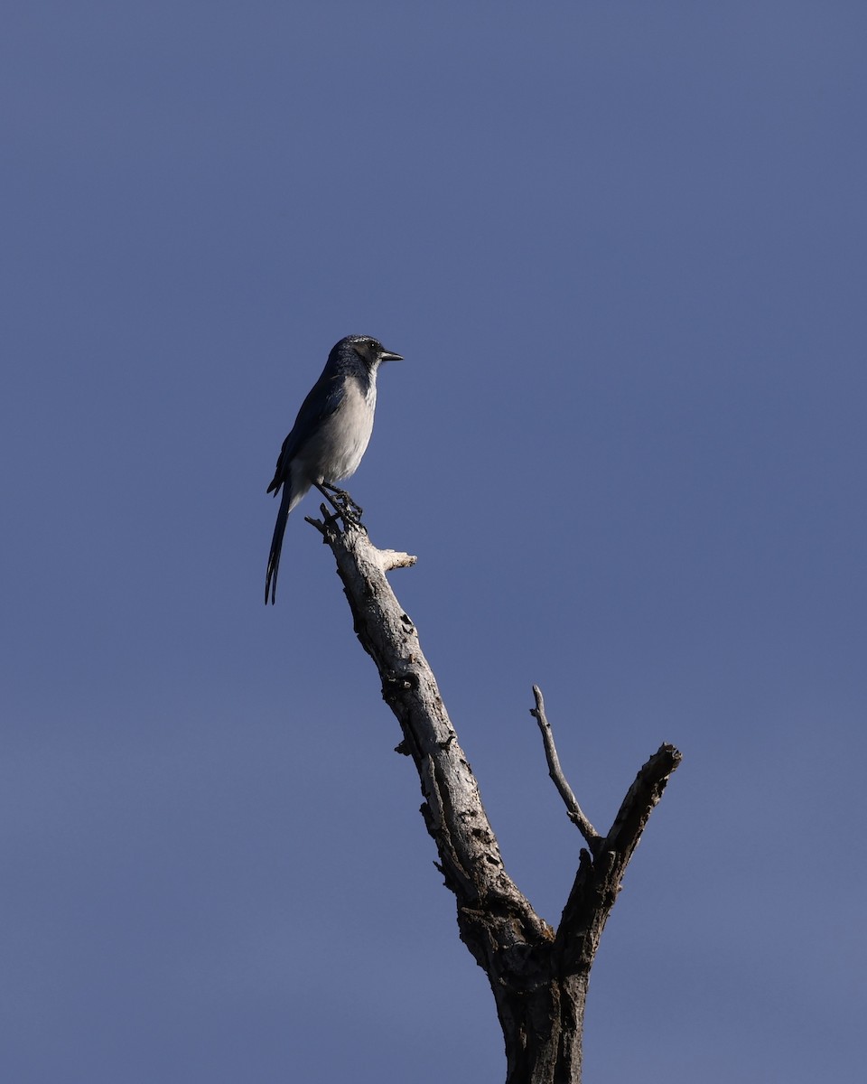 California Scrub-Jay - ML643061799