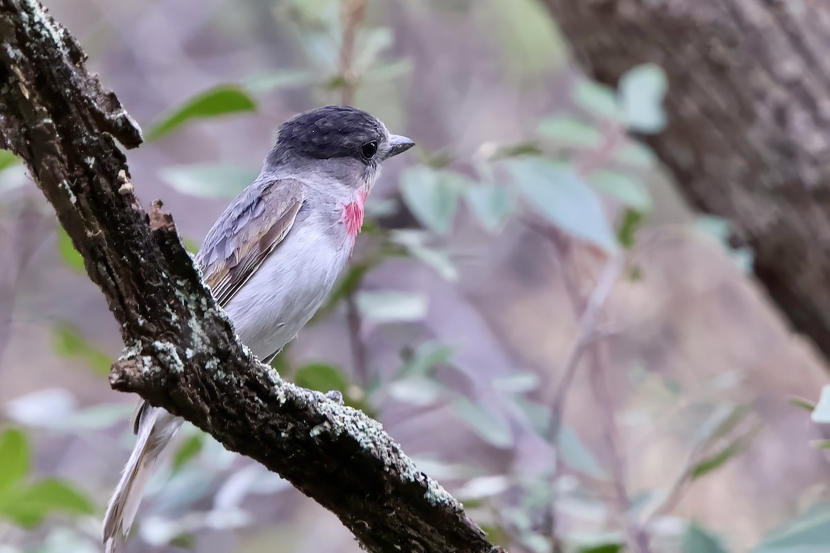 Rose-throated Becard - ML643061819