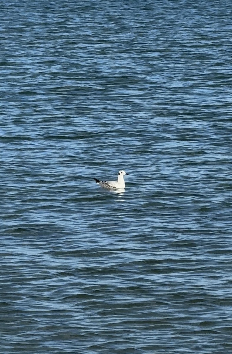 Bonaparte's Gull - ML643061862