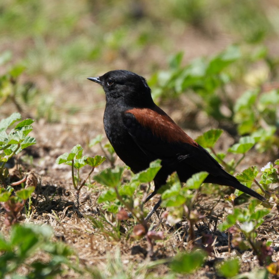 Austral Negrito - ML643061872