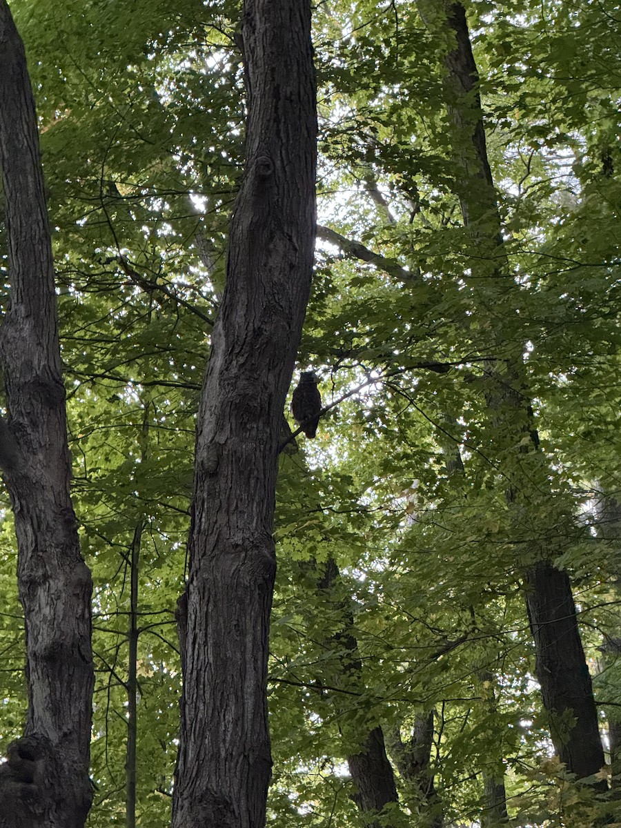 Great Horned Owl - ML643061878