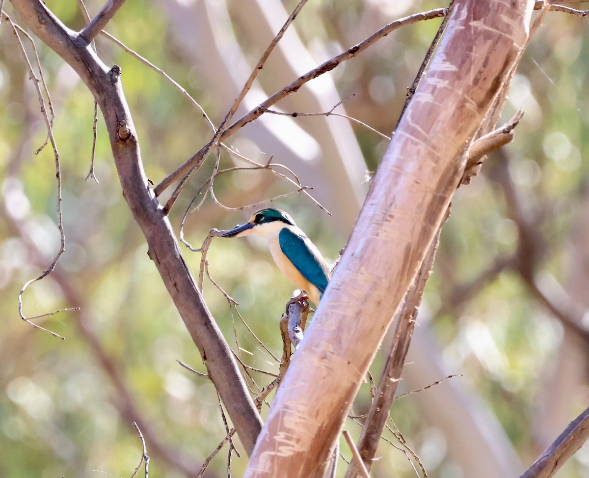 Sacred Kingfisher - ML643061899