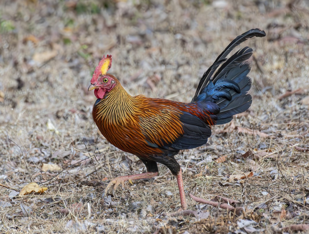Sri Lanka Junglefowl - ML643061905