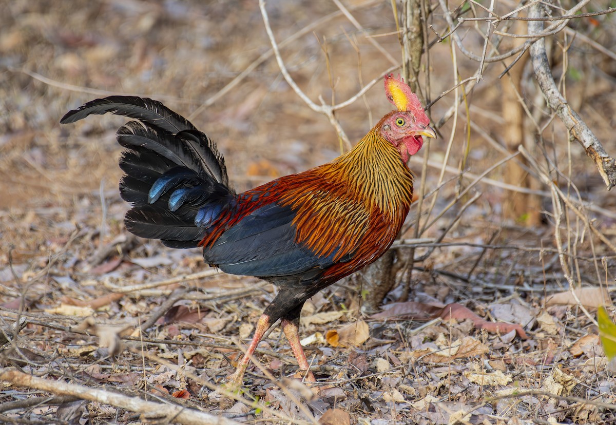 Sri Lanka Junglefowl - ML643061906