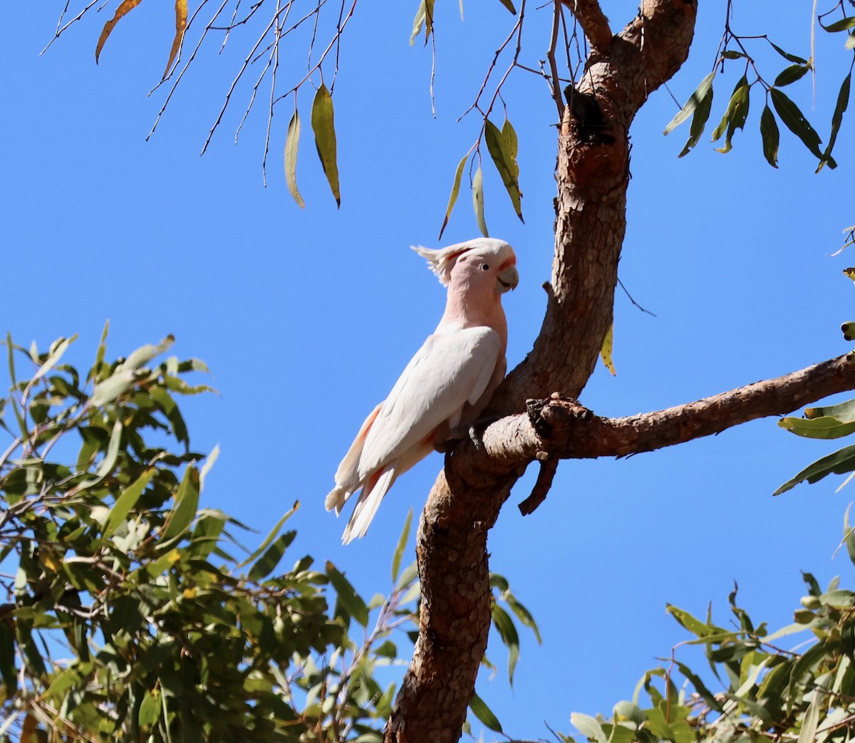 Pink Cockatoo - ML643061910