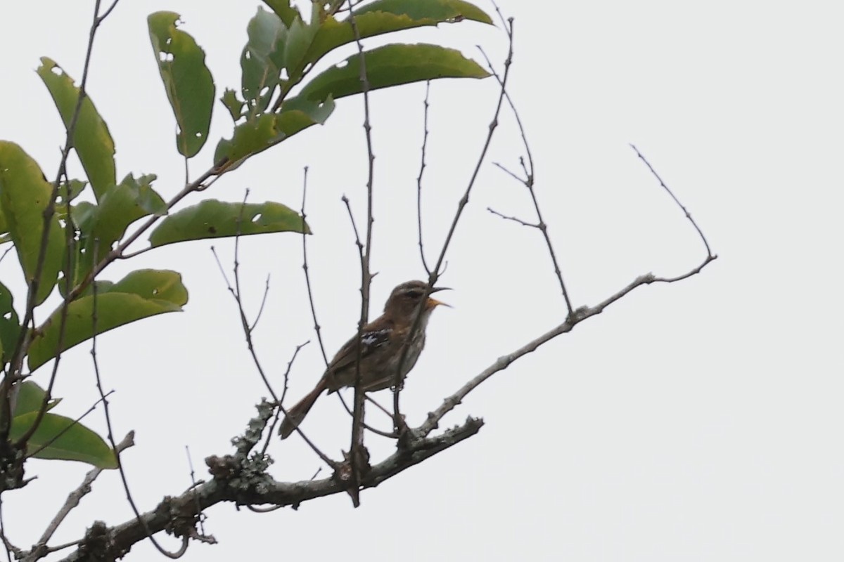 White-browed Scrub-Robin - ML643061912