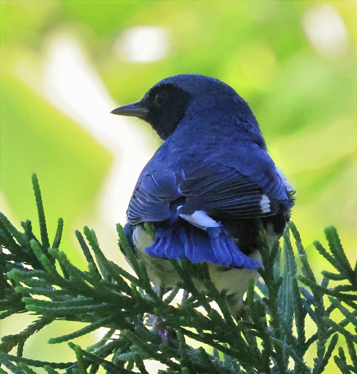 Black-throated Blue Warbler - ML643061916
