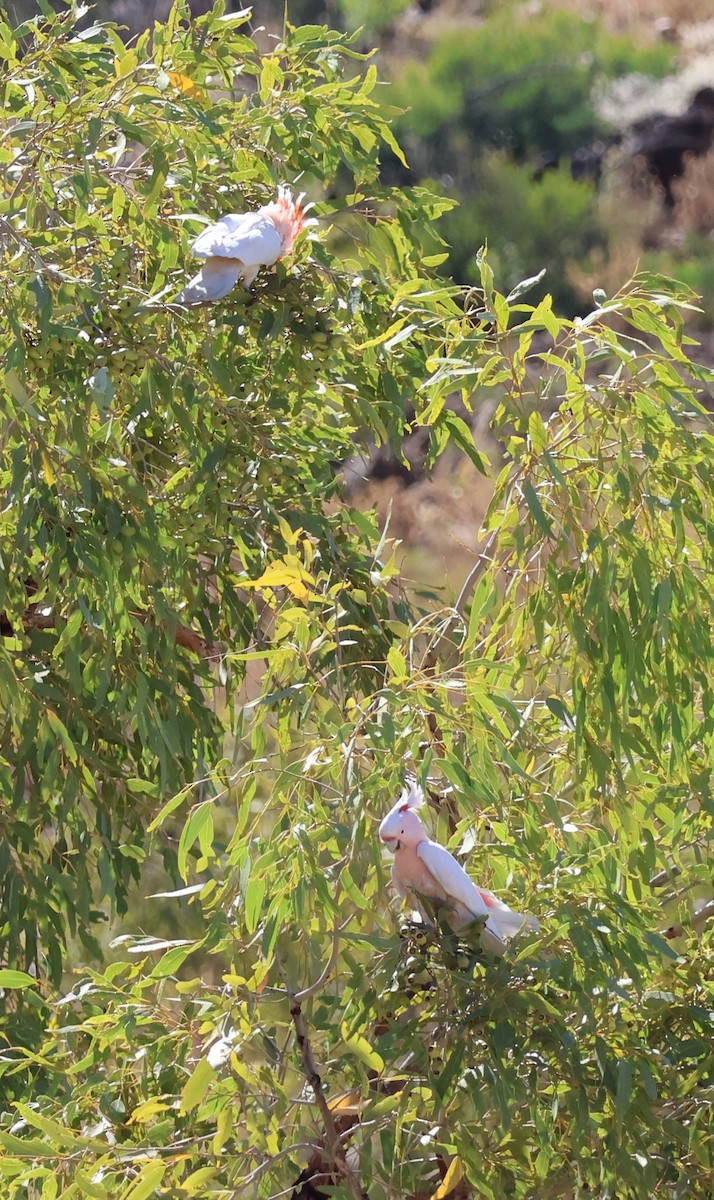 Pink Cockatoo - ML643061918