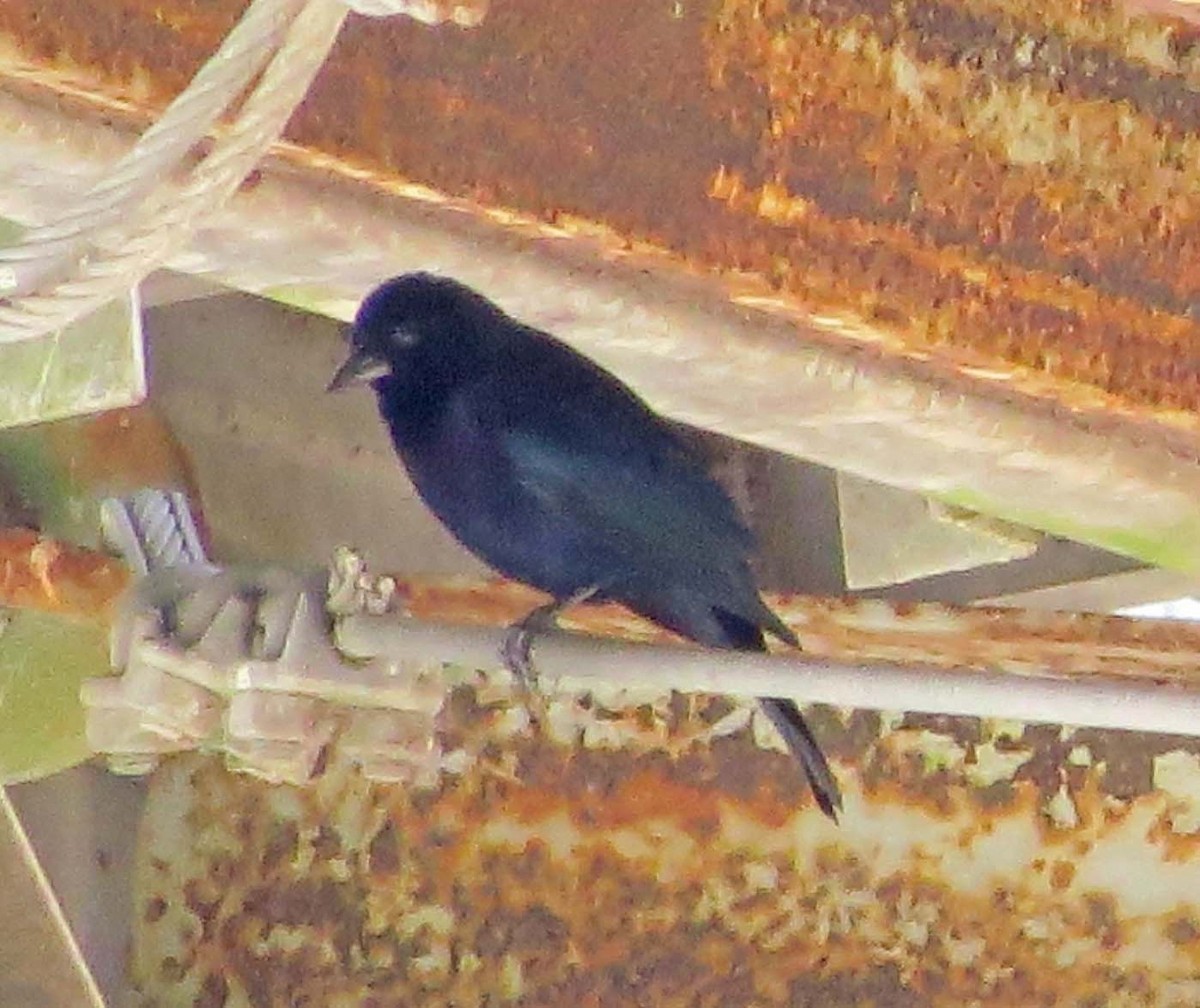 Shiny Cowbird - ML643061927