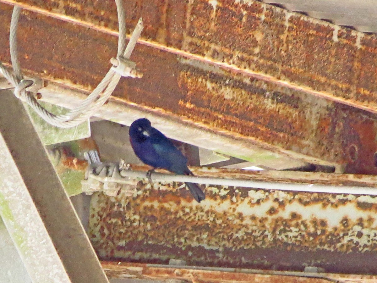 Shiny Cowbird - ML643061932
