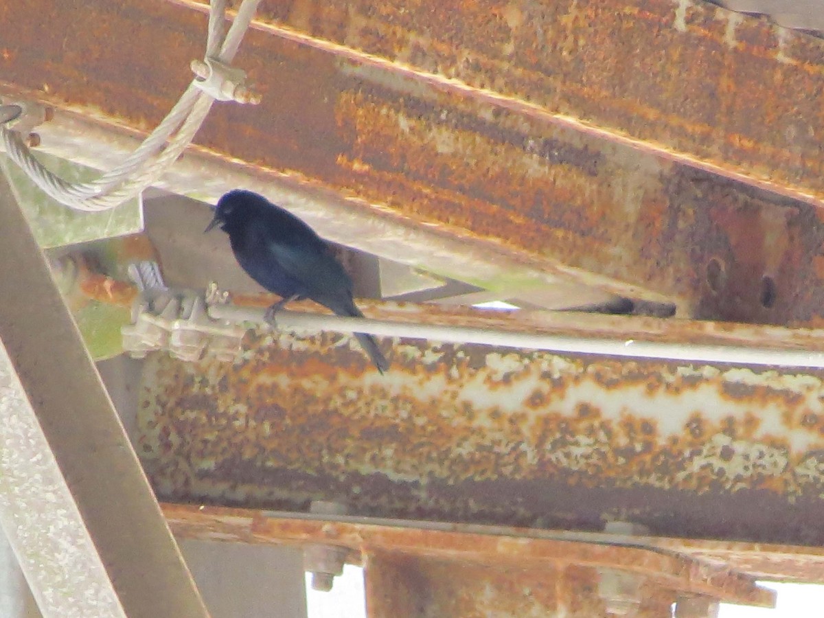 Shiny Cowbird - ML643061933