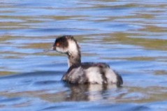 Eared Grebe - ML643061935