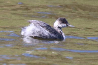 Eared Grebe - ML643061937